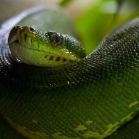 GREEN TREE PYTHON