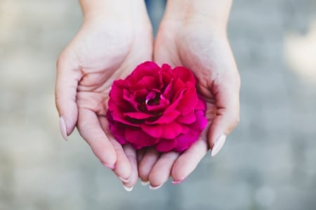 For you! - hand, woman, trandafir, rose, flower, pink