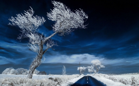 Winter road - frozen, white, winter, blue, road, landscape, snow, tree