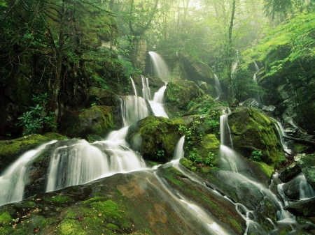 Forest waterfall - water, tree, forest, waterfall