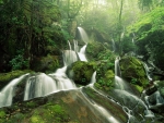 Forest waterfall