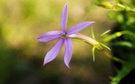 Purple Love - beautiful, flower, purple, nature