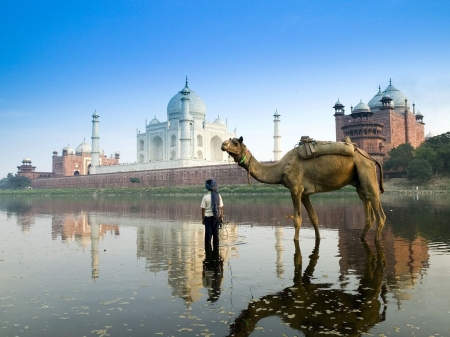 Beautiful India - camel, india, water, beautiful