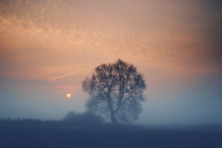 Amazing Nature - nature, tree, sunset, sun