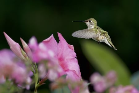 Hummingbird - macro, flowers, animal, hummingbird