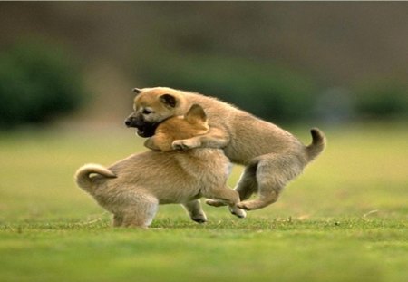 Two Puppies Playing