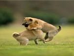 Two Puppies Playing