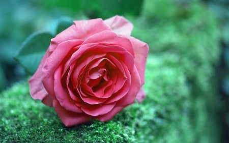 Pink Rose - nature, macro, petals, pink, rose