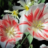 Tulips Close-up