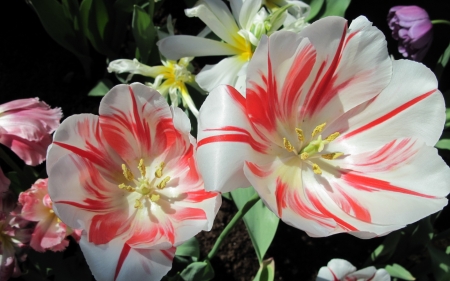 Tulips Close-up - flowers, tulips, nature, petals, closeup