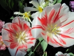 Tulips Close-up