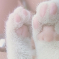 Paws