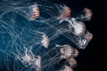 jellyfish - life, animal, jellyfish, ocean