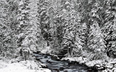 forest stream - snow, stream, winter, forest