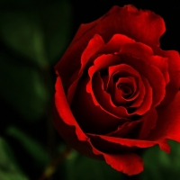 red rose