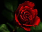 red rose