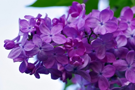 PRETTY LILACS - flowers, purple, pretty, lilac