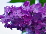 PRETTY LILACS