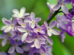 LOVELY LILAC FLOWERS