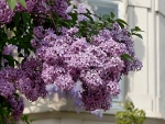 LILAC SHRUB