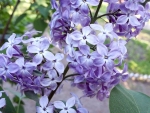 LILAC BRANCH