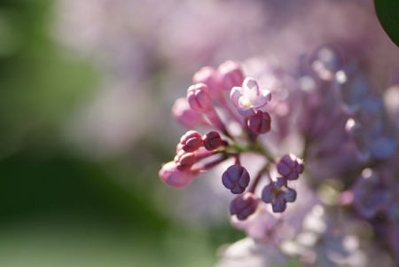 MACRO LILACS - flowers, purple, pretty, lilac