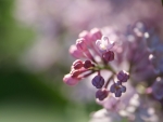 MACRO LILACS