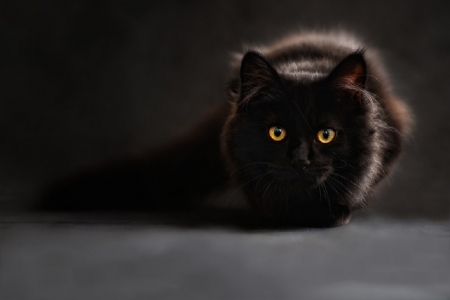 LOVELY BLACK CAT