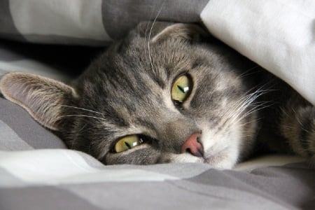 RELAXED CAT IN BED - FELINE, CUTE, IMAGE, CAT