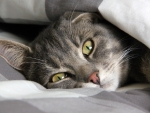 RELAXED CAT IN BED