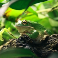 FROG IN TERRARIUM