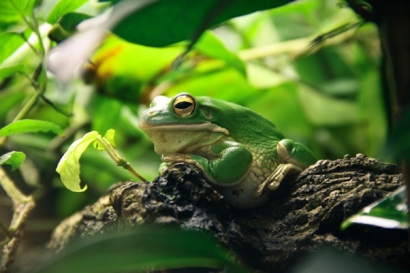 FROG IN TERRARIUM - green, image, cute, frog