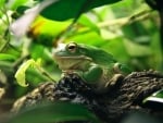 FROG IN TERRARIUM