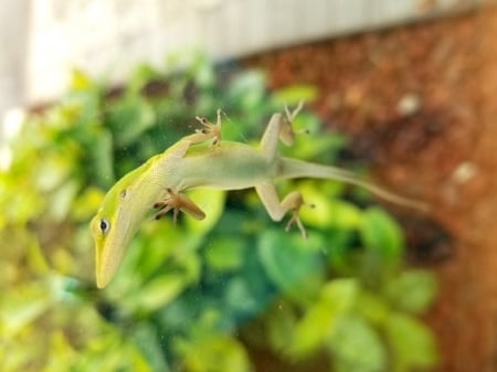 GREEN LIZARD - green, lizard, cute, reptile