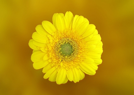 BEAUTIFUL GERBERA