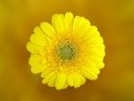 BEAUTIFUL GERBERA