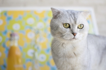 SCOTTISH FOLD CAT