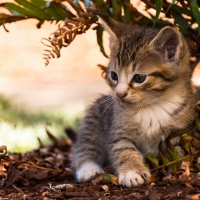 Cute Kitty