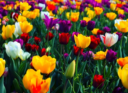 Colorful Tulips - nature, tulips, colorful, field, flowers