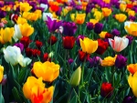 Colorful Tulips