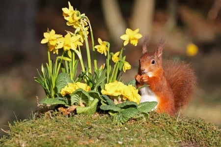 Squirrel - flower, animal, squirrel, cute, spring, yellow, veverita