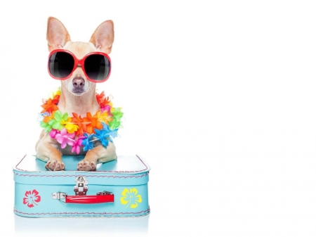 Ready for vacation - summer, blue, vacation, dog, flower, white, animal, funny, cute, caine, puppy, suitcase, sunglasses