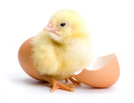 Chick - bird, chicken, yellow, chick, easter, white, pasare, cute, egg, card