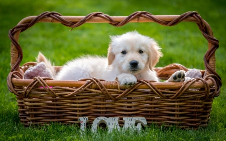 Puppy - animal, caine, puppy, love, grass, white, basket, paw, dog, green