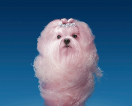 Fluffy puppy - sky, puppy, funny, caine, blue, dog, pink, cotton candy, animal, sweet