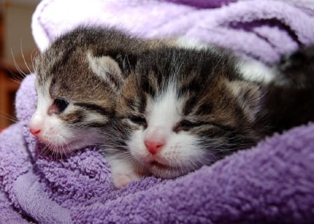 KITTENS IN A TOWEL - image, two, cute, kittens