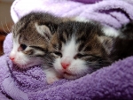 KITTENS IN A TOWEL