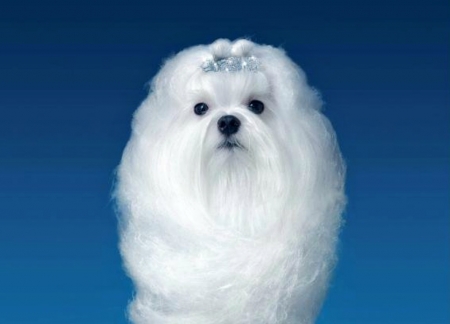 Fluffy puppy - funny, animal, cute, caine, puppy, blue, cotton candy, white, sky, dog