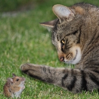 CAT AND MOUSE