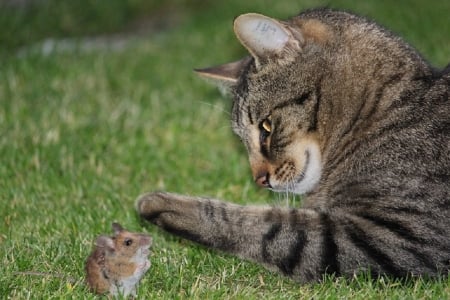 CAT AND MOUSE - IMAGE, MOUSE, CAT, ANIMALS